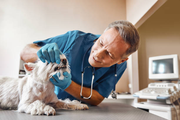 Best 24-Hour Emergency Dental Care in East Basin, UT